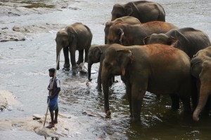 L'orphelinat des éléphants